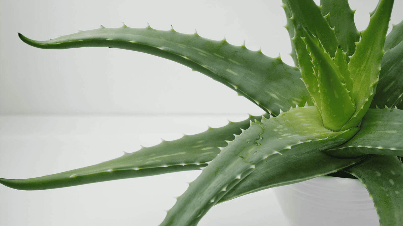 Aloe vera plants
